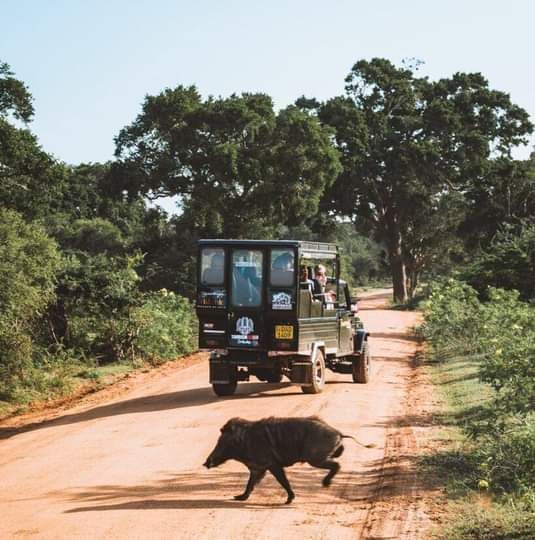 Yala National Park Safari Adventure