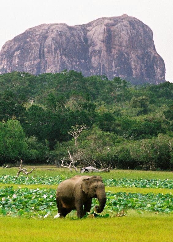 Sigiriya