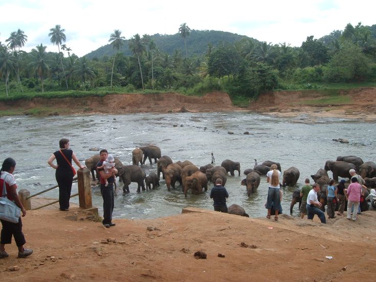 Pinnawala Elephant Orphanage