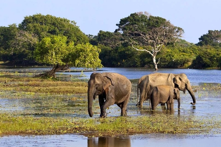 Yala National Park Safari Adventure