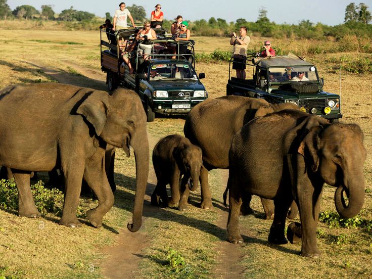 Udawalawa National Park, Sri Lanka