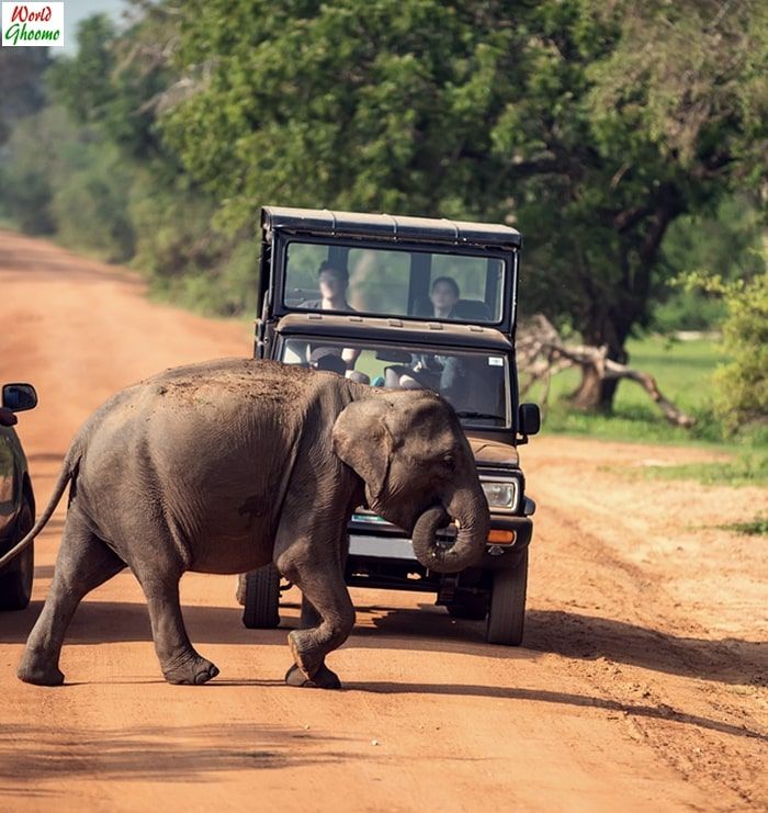 1-Day Yala Safari Adventure