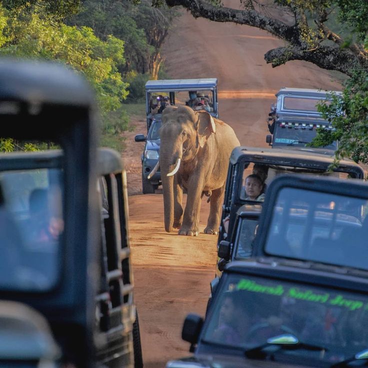 1-Day Yala Safari Adventure